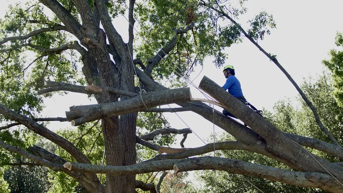 Professional Hazardous Tree Removal performed by certified arborists in Aldie